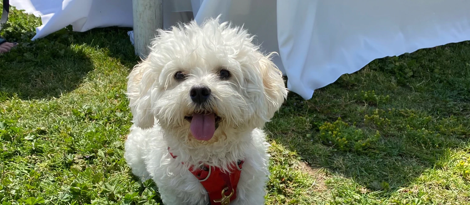 Coton de Tulear - Wikipedia