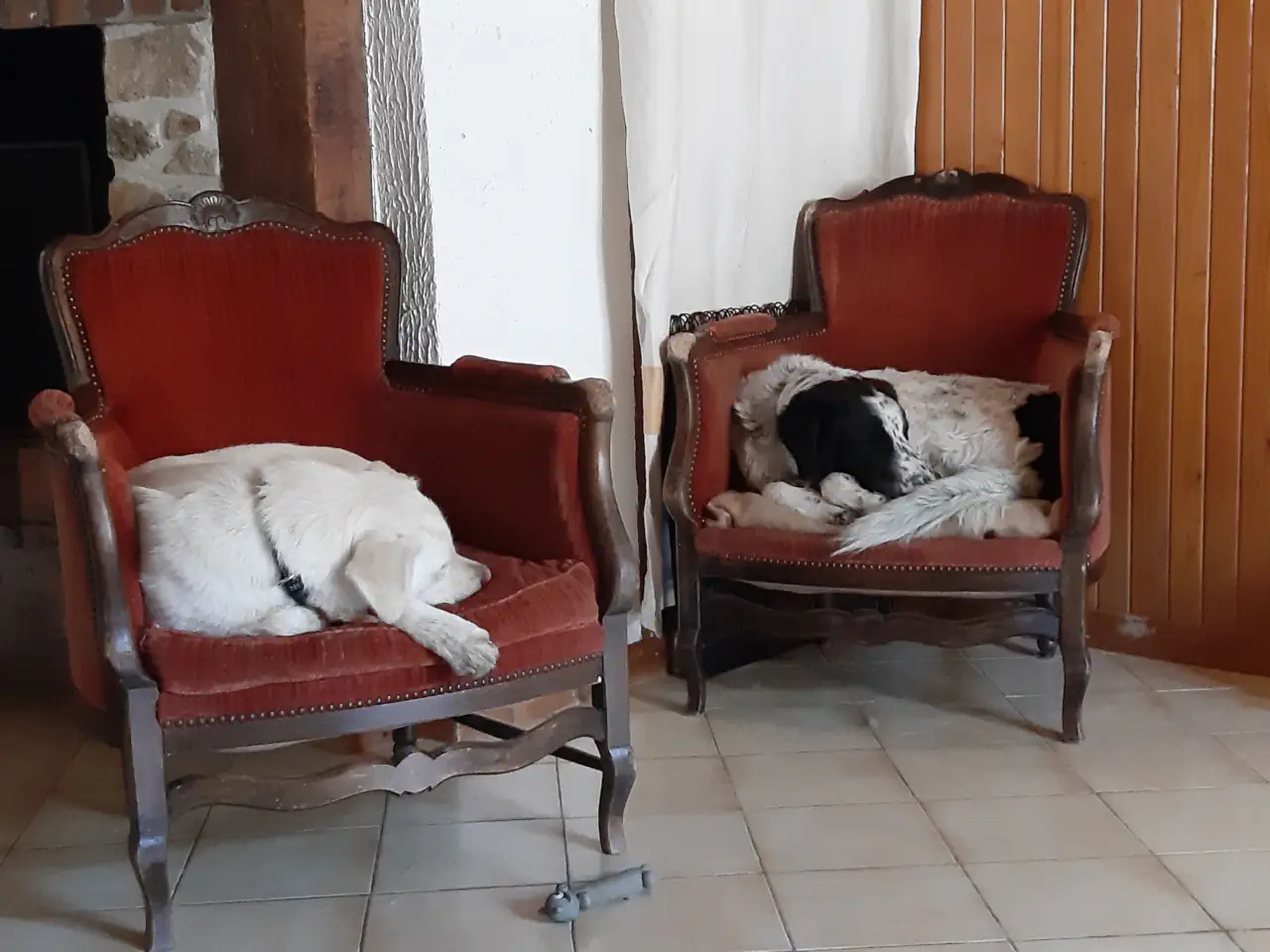 Comet and shadow on their favourite chairs