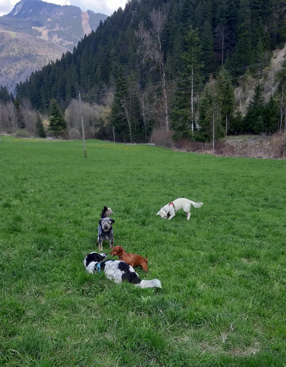 Comet and shadow playing with friends