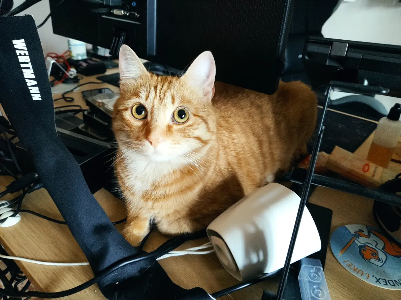 Desk cat